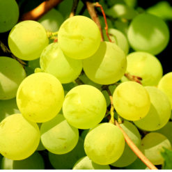 Grapes- Green