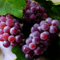 Grapes-purple